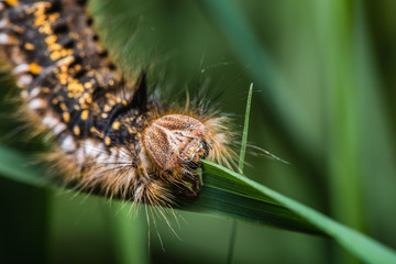 A large hairy colorful caterpillar on natural green background - macro, closeup