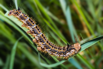 Euthrix potatoria, the drinker, an orange-brown chrysalis of moth of the family Lasiocampidae - macro - closeup
