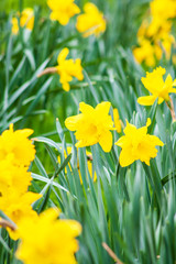 Bright yellow daffodils in spring