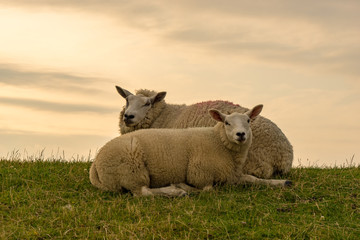 Niedlich -z wei Schafe liegen beieinander auf dem Deich