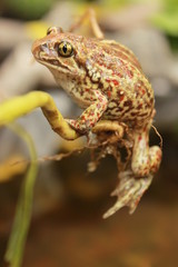 photogenic frog