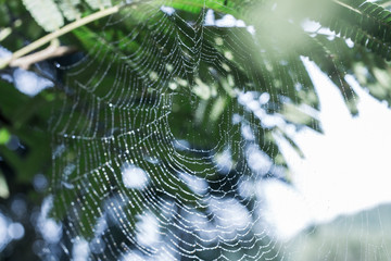 Spider vein background in the morning natural garden in Phuket Thailand