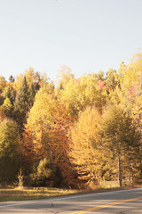Fototapeta premium Fall, autumn