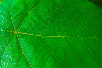 Obraz premium Backgrounds, leaves, green, clear, fresh morning.