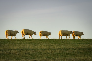 Schafe laufen hintereinander auf dem Deich