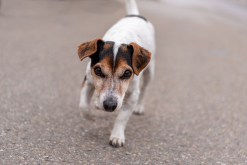 Jack Russell Terrier 11 years old. Cute little dog scurries over village street