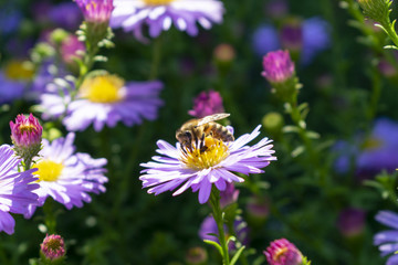 bee collects pollen from lilac flowers aster in autumn, close-up