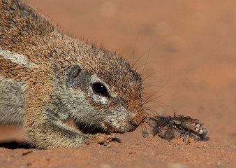 ground squirrel's Kgalagadi