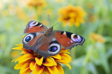 red-brown butterfly, Aglais io or peacock eye, on the yellow flower of cynia