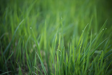 green fresh grass with morning dew waterdropplets filled frame background