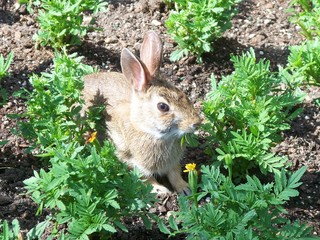 rabbit in the grass
