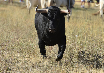 animal tipico español