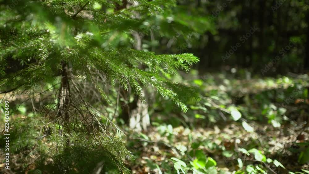 Poster pine branch waving on the wind with trees on blurred background