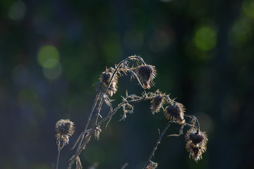 Herbst