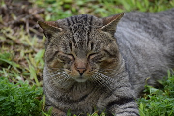 Rostros gatunos - Gatos en el parque