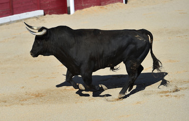 toro en españa