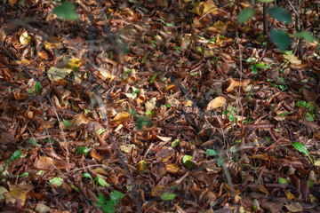 Herbstlaub Nüsse