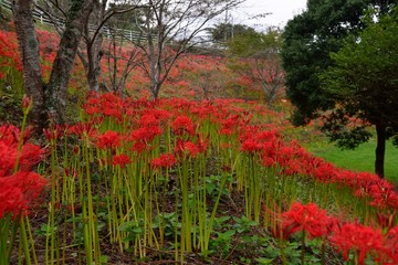 風の郷公園の彼岸花