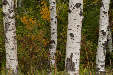 Birch Trees