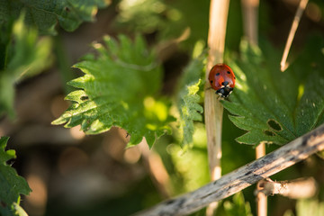 ladybird on  a nettle leaf