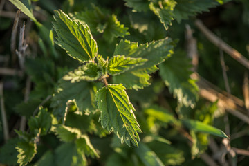 fresh nettle close up 