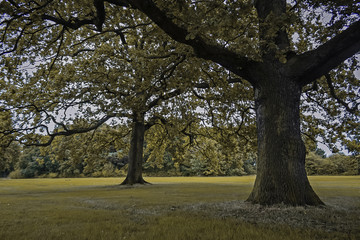 Fototapeta na wymiar Two beautiful trees 