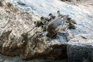 Ducklings ready to take a leap