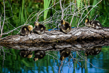 Ducklings sunning on a log