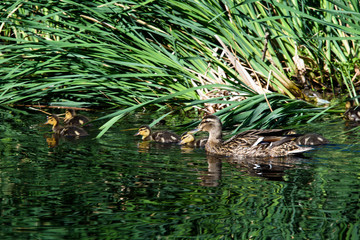 Ducklings learning to swim