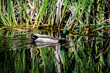 Mallard duck swimming