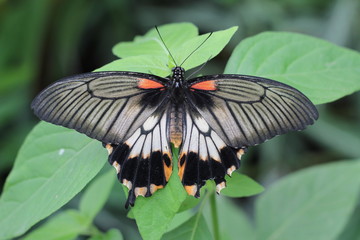 papillon 07
