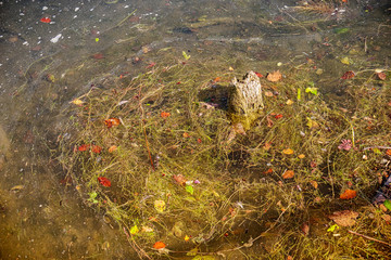 Autumn water plants background. Leaves and grass plants and algae floating on the surface of lake or pond water during Fall.