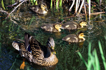 Ducklings sunning on a log