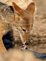 Black backed jackal in Kgalagadi with food