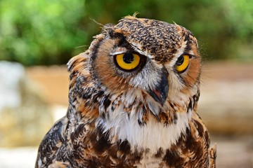 great horned owl