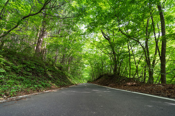 花山の緑の木漏れ日トンネルのまっすぐな道