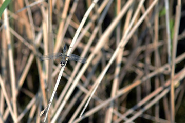 Dragonfly sitting in reed