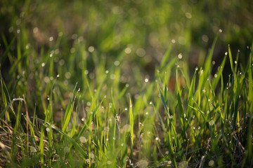 green grass with morning dew dropplets
