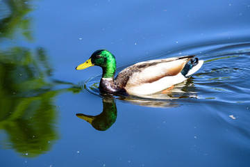 Mallard duck swimming