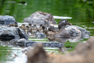 Ducklings learning to swim