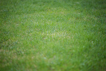 green grrass lawn 