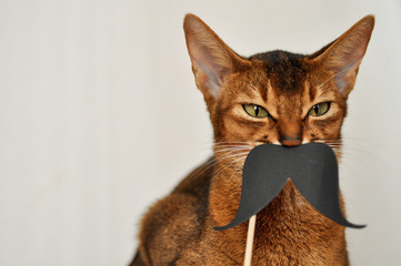 Abyssinian cat with a paper mustache on a white background. Pet cat closeup with copyspace