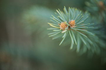 close up of silver pine branch, christmas background