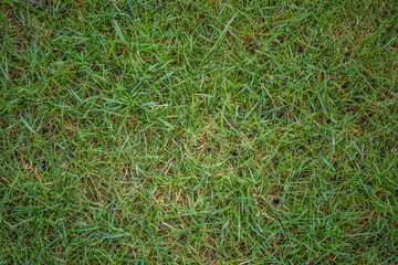 filled frame background green grass 
