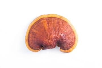 Lingzhi mushroom on white background (Ganoderma Lucidum). Chinese traditional medicine and...