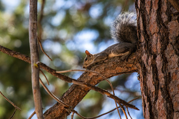 Squirrel 