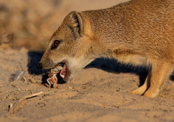 mongoose image taken in the Kgalagadi