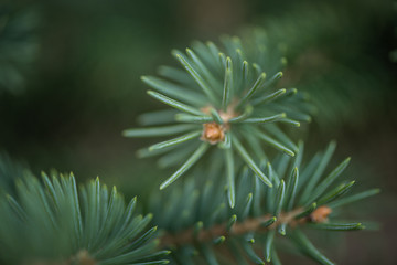 Naklejka na ściany i meble close up of silver pine branch, christmas background