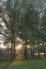 Arbres couché de soleil