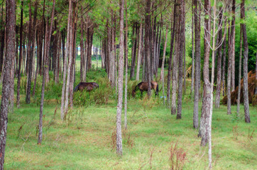 Bosque de caballos
